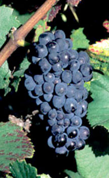 Pinot Meunier