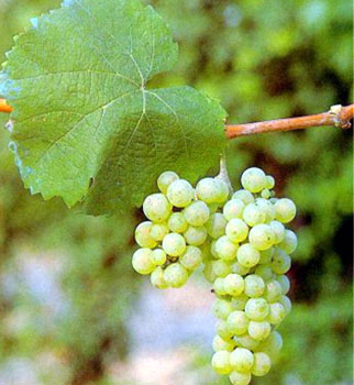 Riesling