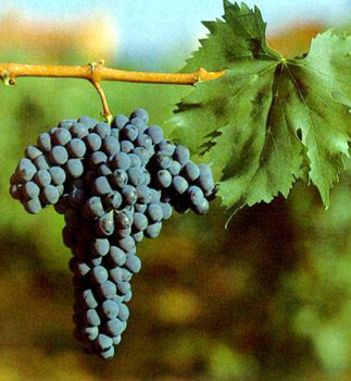 Sangiovese