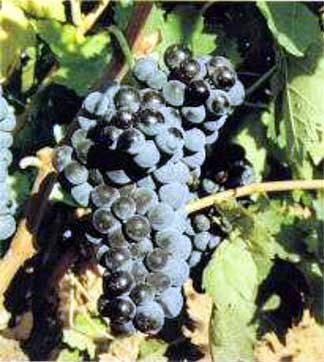 Tempranillo