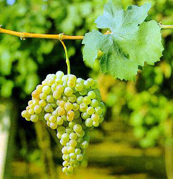 Trebbiano