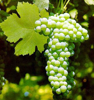 Verdicchio