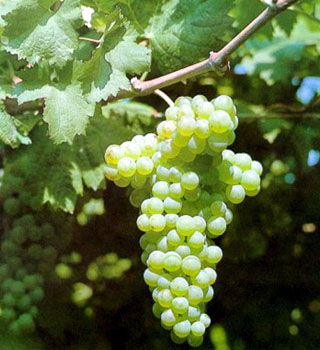 Vermentino