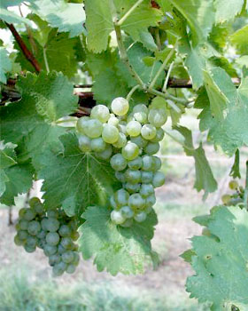 Viognier