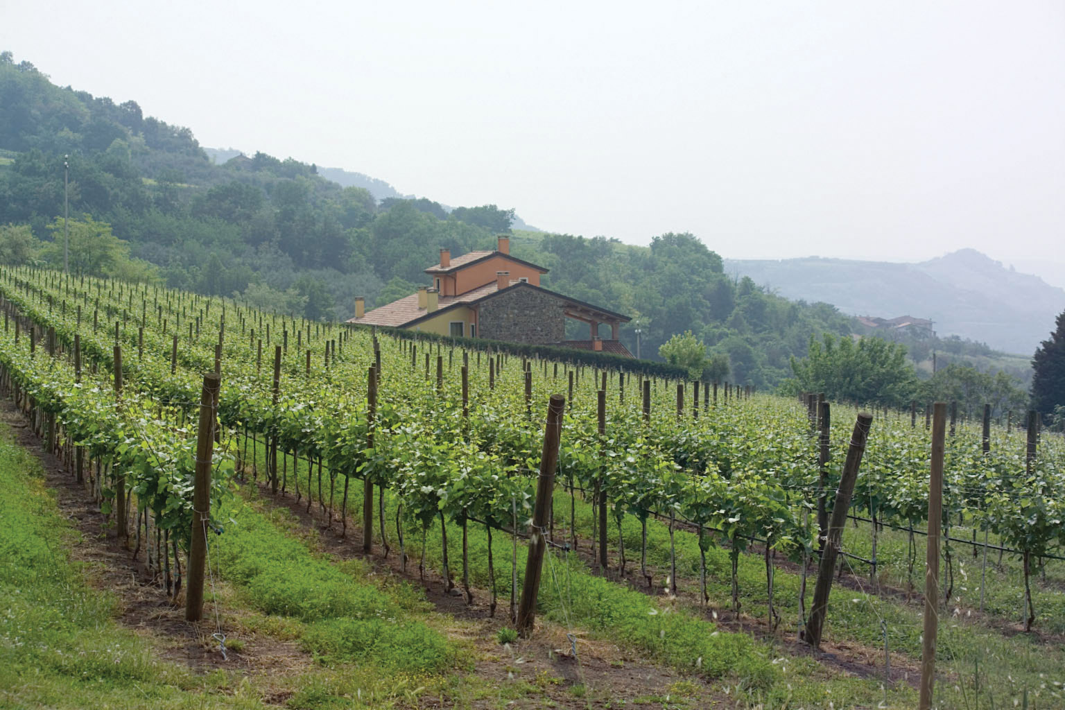Pinot Grigio Delle Venezie DOC 2022 – Kobrand Wine & Spirits