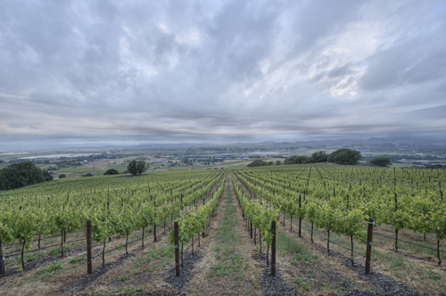 Suscol Springs Estate Vineyard