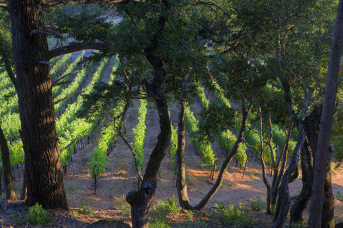 Dancing Bear Ranch Estate Vineyard