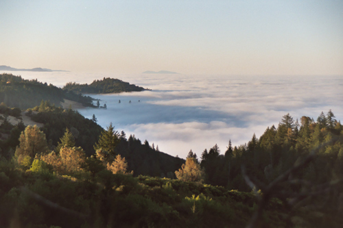 Dancing Bear Ranch Estate Vineyard