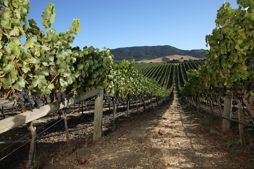 Domaine Carneros Estate Vineyard