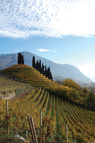 Trentino Vineyards