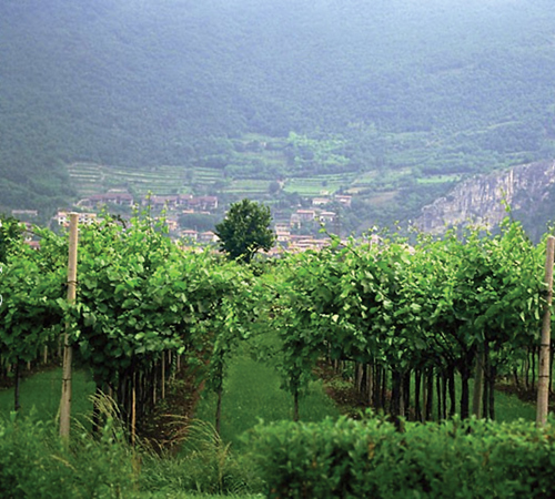Trentino Vineyards