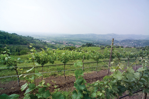 Estate Vineyard