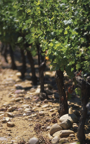 Château d’Aqueria Vines in Tavel