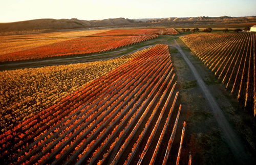 Gimblett Gravels Estate Vineyard