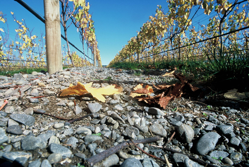 Gimblett Gravels Estate Vineyard