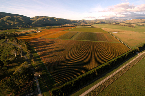 Te Muna Road Estate Vineyard