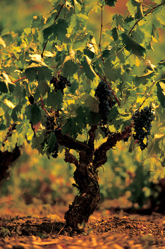 Nero d’Avola Vine