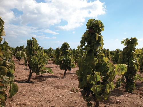 Estate Nero d’Avola Vines