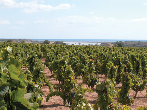 Estate Vineyard