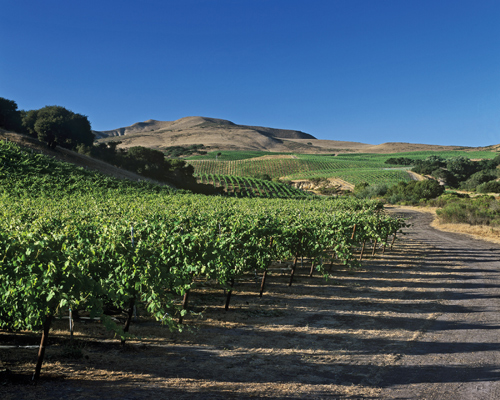Rancho Santa Rosa Estate Vineyard