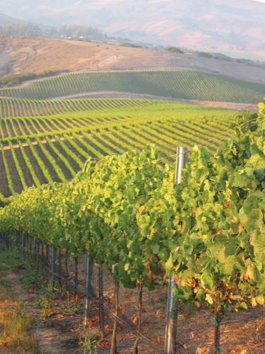 Rancho Santa Rosa Estate Vineyard