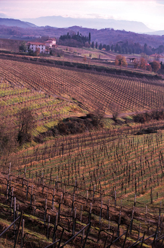 Collio Vineyards