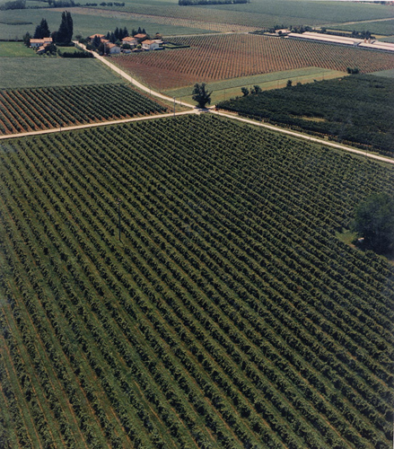 Friuli Vineyards