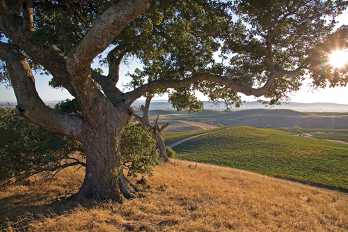 Haire Vineyard (Chardonnay)