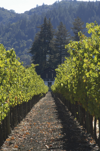 Sequoia Grove Estate Vineyard
