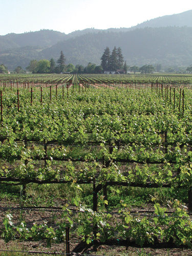 View of the Vineyards from Napa