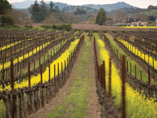 Tonella Estate Vineyard