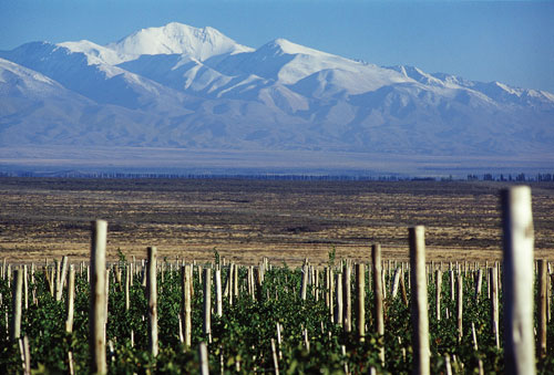 Estate Vineyards