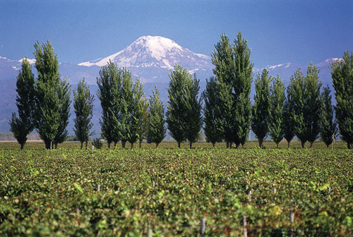 Estate Vineyards