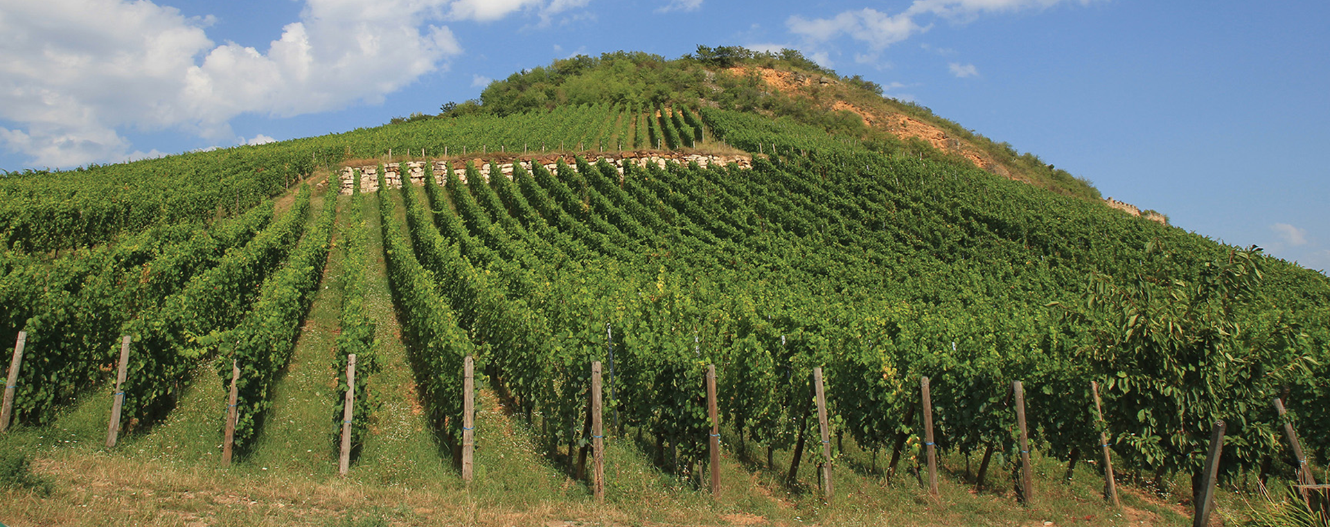 O Domaine Zind-Humbrecht é cultivado de forma orgânica e biodinâmica desde 1997, tendo obtido sua certificação orgânica em 1998 (ECOCERT) e sua certificação biodinâmica em 2002 (BIODYVIN/ECOCERT). https://www.kobrandwineandspirits.com/brand-page/zind-humbrecht/green_practices/