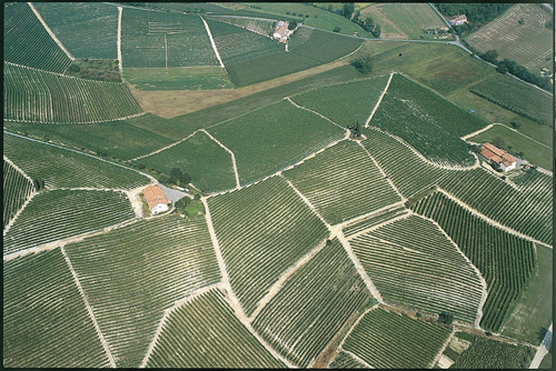 Chiarlo Lacourt Vineyard