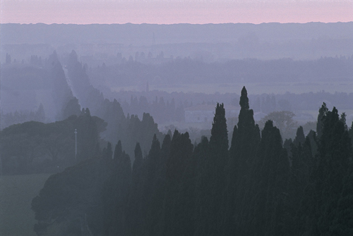 Tenuta San Guido Landscape