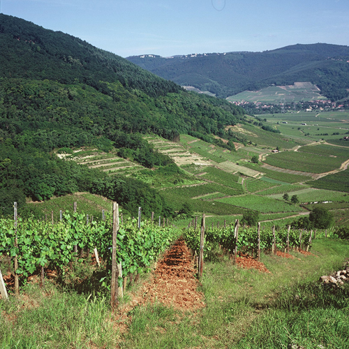 Domaine Zind-Humbrecht Rotenberg Vineyard