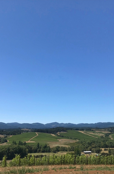 Maison Louis Jadot’s First Oregon Venture Resonates in Carlton